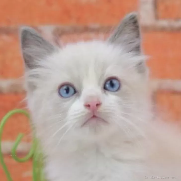 ティーちゃんママ 様のお迎えした子猫