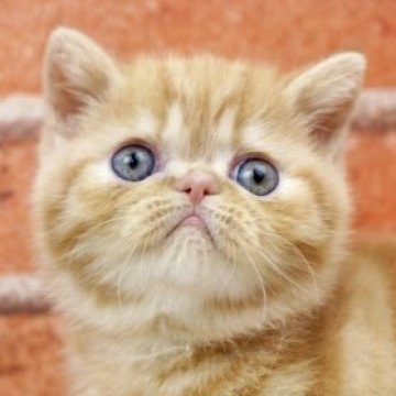 フォールデックス【北海道・女の子・2025年10月12日・レッドタビー】の写真「折れ耳のブサカワちゃん！日曜日までの特別！」