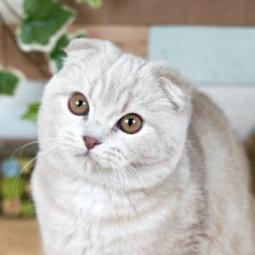 スコティッシュフォールド(折れ耳)【北海道・男の子・2025年6月6日・クリームタビー（長毛）】の写真「キャットショー出陣予定♡性格も良い子です！」