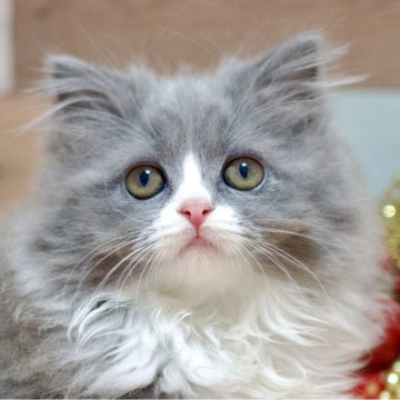 セルカークレックス【北海道・女の子・2024年9月29日・ブルータビー&ホワイト】の写真「クリスマス価格🎶12/22まで！連れて帰れます！」