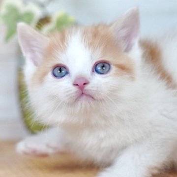 マンチカン【北海道・男の子・2025年3月2日・レッドタビー&ホワイト】の写真「人気のお色で可愛さアップ♩4/27までご予約可能！」