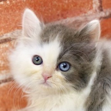 ラガマフィン【北海道・男の子・2025年10月11日・ブルー&ホワイト】の写真「オッドアイの男の子🎶」