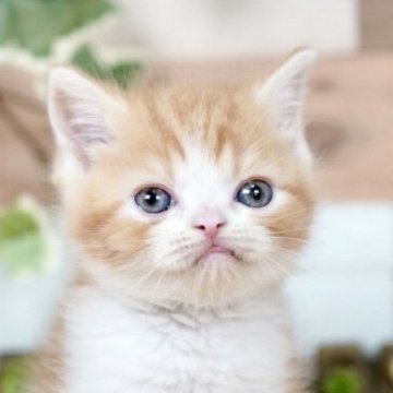 フォールデックス【北海道・女の子・2025年9月20日・レッドタビー&ホワイト】の写真「小柄で可愛い女の子！」