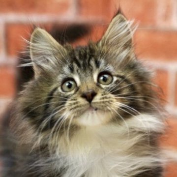 サイベリアン【北海道・男の子・2025年9月17日・ブラウンクラシックタビー&ホワイト】の写真「まだあどけない男の子、好奇心旺盛🎵」