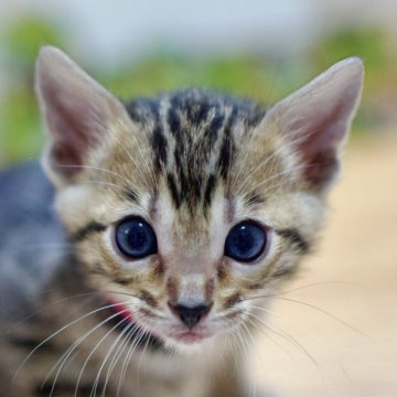 ベンガル【北海道・女の子・2024年11月16日・ブラウンスポテッドタビー(ロゼット)】の写真「元気の良い女の子！ロゼット綺麗！」