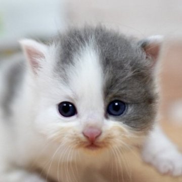 ラガマフィン【北海道・男の子・2025年10月11日・ブルータビー&ホワイト】の写真「おっとりとした可愛い子です🎶」