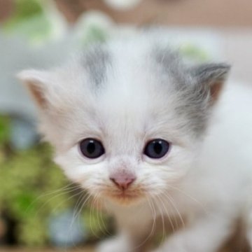 ラガマフィン【北海道・女の子・2025年10月11日・ダイリュートキャリコバン】の写真「よちよち可愛い子です🎶」