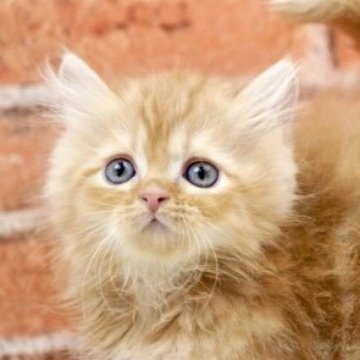 マンチカン(長足)【北海道・女の子・2025年10月10日・レッドタビータビー】の写真「お耳カールの女の子、好奇心旺盛🎵日曜日までの価格」