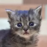 ラガマフィン