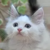 ラガマフィン
