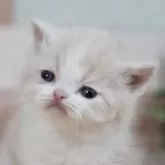 フォールデックス