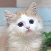 マンチカン(長足)