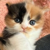 フォールデックス