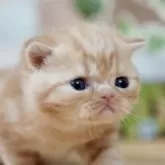 フォールデックス