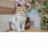 フォールデックス【北海道・男の子・2025年3月29日・レッドタビー&ホワイト】の写真8