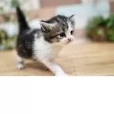 ラガマフィン【北海道・男の子・2025年10月11日・ブラウンタビー&ホワイト】の写真3