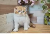 フォールデックス【北海道・男の子・2025年3月29日・レッドタビー&ホワイト】の写真9