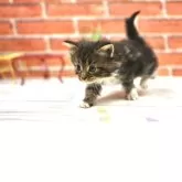 サイベリアン【北海道・男の子・2025年9月17日・ブラウンクラシックタビー&ホワイト】の写真10