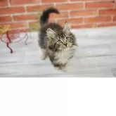 サイベリアン【北海道・男の子・2025年9月17日・ブラウンクラシックタビー&ホワイト】の写真5