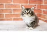 サイベリアン【北海道・男の子・2025年9月17日・ブラウンマッカレルタビー&ホワイト】の写真6