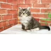 サイベリアン【北海道・男の子・2025年9月17日・ブラウンマッカレルタビー&ホワイト】の写真4