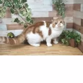 フォールデックス【北海道・男の子・2025年3月29日・レッドタビー&ホワイト】の写真3