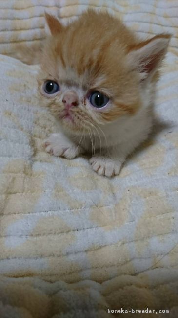 奥田　康子(おくだ　やすこ)ブリーダー(京都府・エキゾチックショートヘアなど・ACC登録)の紹介写真1