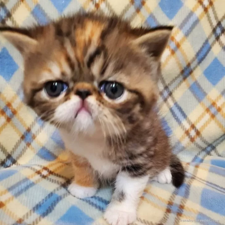 S.S 様のお迎えした子猫