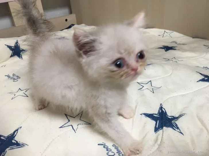 ID：1809-00611の子猫