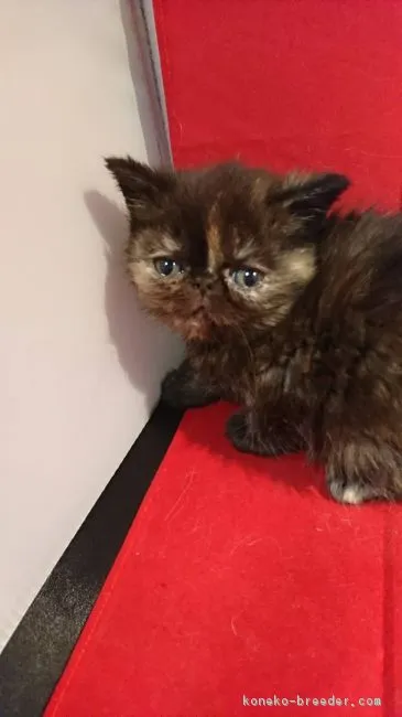 ひぃ 様のお迎えした子猫