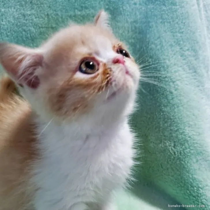 ID：2308-01377の子猫