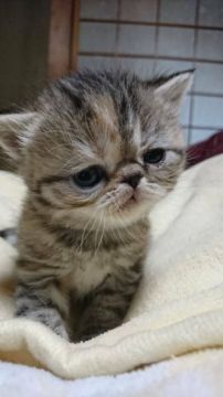 エキゾチックショートヘア【京都府・女の子・2019年1月22日・ブラウンタビー】の写真「可愛い女の子」