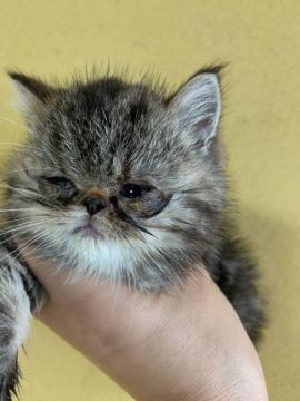 エキゾチックショートヘア【京都府・女の子・2020年3月18日・ブラウンパッチドタビー】の写真「可愛い女の子」