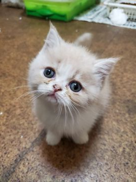 エキゾチックショートヘア【京都府・男の子・2020年3月2日・クリームホワイト】の写真「お顔の可愛い男の子」