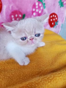 エキゾチックショートヘア【京都府・女の子・2020年8月8日・クリームタビー】の写真「可愛女の子」