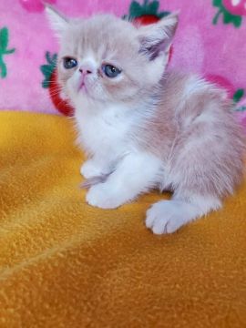 エキゾチックショートヘア【京都府・男の子・2020年8月8日・クリームタビー】の写真「可愛男の子」