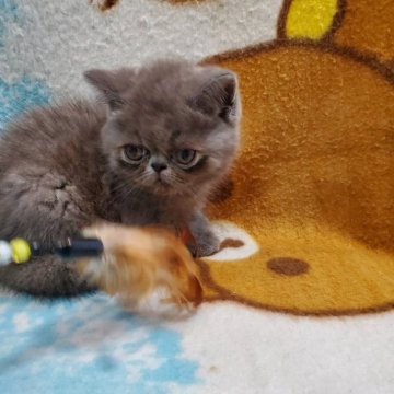 エキゾチックショートヘア【京都府・男の子・2024年5月3日・ブルー】の写真「お顔の可愛い男の子」