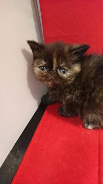 エキゾチックショートヘア【京都府・女の子・2019年1月22日・トーティー】の写真「可愛い女の子」