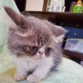 エキゾチックショートヘア【京都府・男の子・2023年7月5日・ブルーホワイト】の写真3「撮影日9月9日」