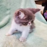 エキゾチックショートヘア【京都府・男の子・2023年7月5日・ブルーホワイト】の写真5「撮影日9月9日」