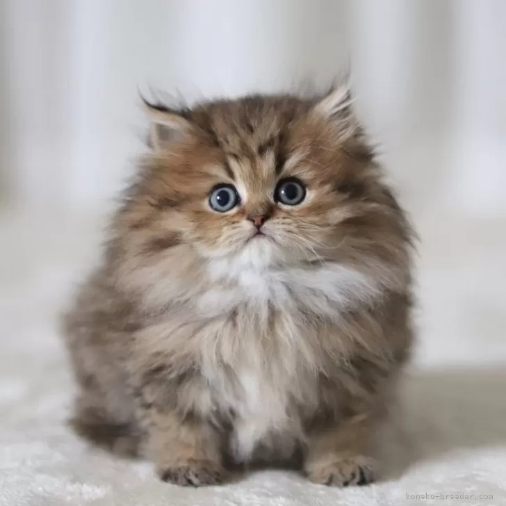 ID:2402-02214の子猫