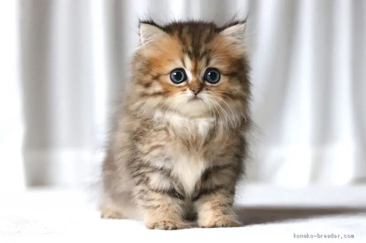 ID：2006-00909の子猫