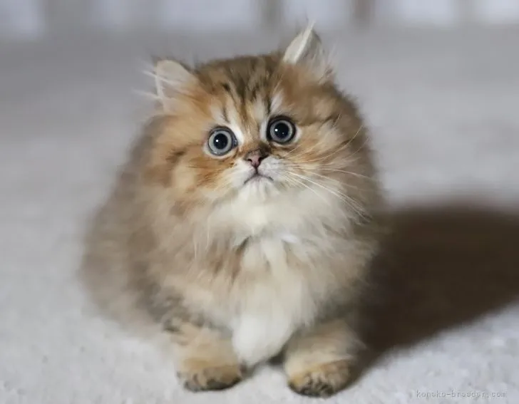ID:2205-03069の子猫