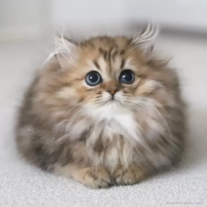 ID：2412-00819の子猫