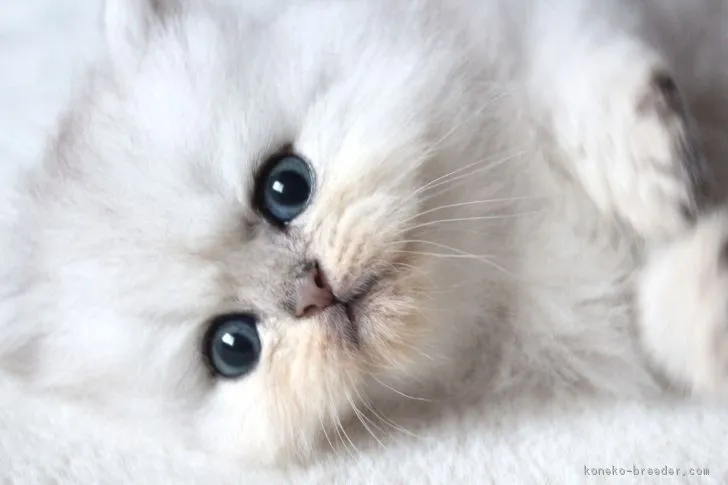 ID：1809-00864の子猫