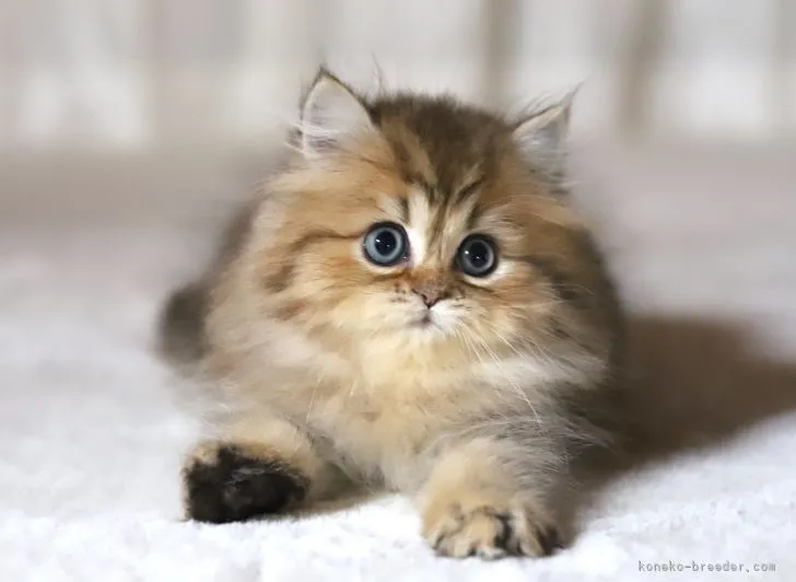 ID：2205-03070の子猫