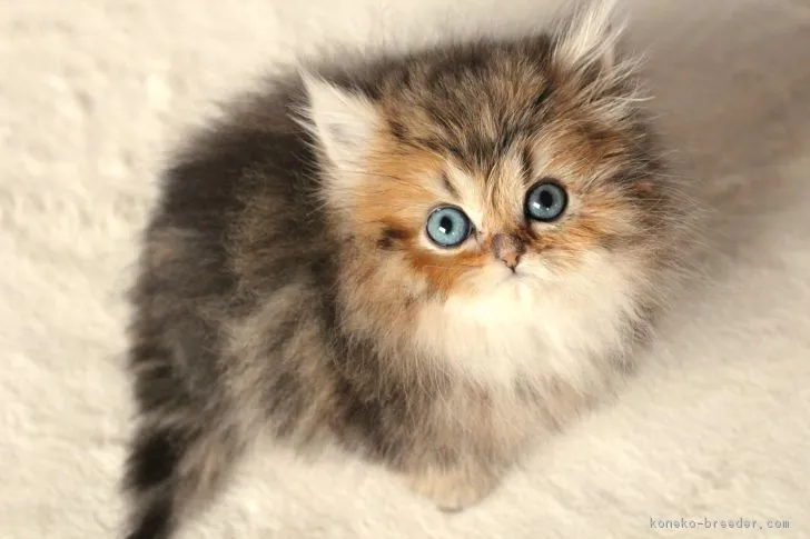 ID:1806-00473の子猫