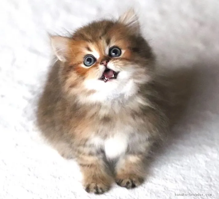 ID:2009-00781の子猫