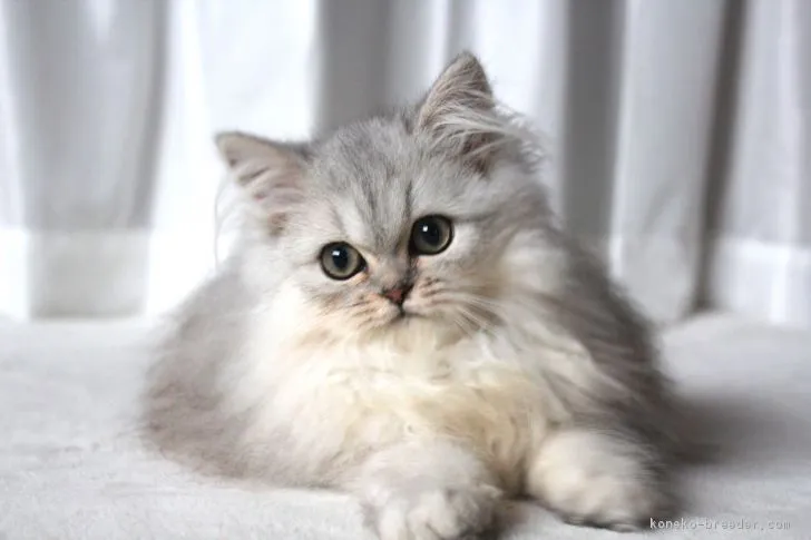 ID:1807-00162の子猫