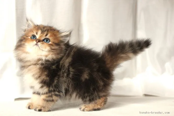 ID:1806-00470の子猫
